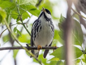 In this May 2014 photo released by the Cornell Lab of Ornithology, a blackpoll warbler sits on a limb in Minnesota. A study to be published Wednesday, April 1, 2015, in the journal Biology Letters found that the tiny songbird that summers in the forests of northern North America has been tracked on a 1,700-mile, over-the-ocean journey from the northeastern United States and eastern Canada to the islands of the Caribbean. (AP Photo/Cornell Lab of Ornithology, Laura Erickson)