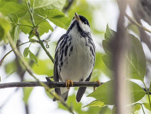 Tiny songbird tracked across 1,700 miles of open&nbsp;ocean