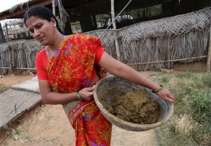 In this Tuesday, March 31, 2015 photo, an Indian woman carries cow dung to be used for producing biogas in Pujjana Agrahara village 36 kilometers (22 Miles) northeast of Bangalore, India. Every evening, hundreds of millions of Indian women hover over crude stoves making dinner for their families. They feed the flames with polluting fuels like kerosene or cow dung, and breathe the acrid smoke wafting from the fires.(AP Photo/Aijaz Rahi)