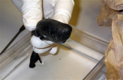Jaws meets kangaroo? Rare, cute pocket shark found in&nbsp;deep