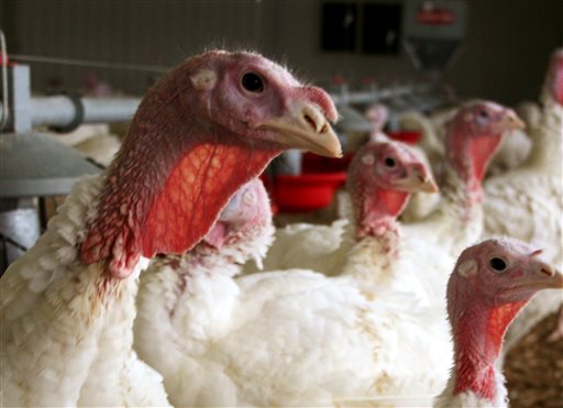 With bird flu spreading, USDA starts on potential&nbsp;vaccine