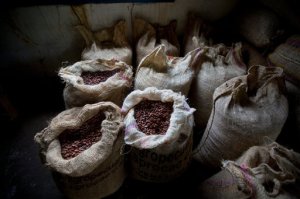 In this April 16, 2015 photo, cacao beans are stored at the Agropampatar chocolate farm Co-op in El Clavo, Venezuela. Venezuelas fine cacao, the raw ingredient for chocolate, is among the most sought-after in the world. Yet sellers cant get the crop to those who want it. This winter the government canceled export permits and the beans are still sitting in burlap sacks on the same land where they were harvested with machetes and spread in the sun with wooden rakes. Workers say some of it is starting to go bad. (AP Photo/Fernando Llano)