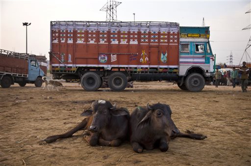 India’s die-hard Hindus push to ban beef in blow to&nbsp;poor