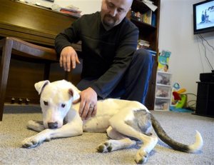 In this photo taken on Tuesday, March 31, 2015, Ryann Simmons sits with the dog his girlfriend is fostering at their home in Moses Lake, Wash. The dog, Theia, survived being run over, beaten with a hammer and buried, and now needs surgery.  (AP Photo/The Spokesman-Review, Jesse Tinsley)