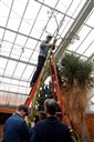 Matthaei Botanical Gardens seasonal horticulturalist Chad Machinski holds the top of an 80-year-old, 20-plus-foot-tall America agave plant as it is cut down on Wednesday, April 8, 2015 in Ann Arbor, Mich. The agave has been in a decline since flowering last year, a development Matthaei Botanical Gardens horticulture manager Mike Palmer says is normal for the species. (AP Photo/The Ann Arbor News, Melanie Maxwell)