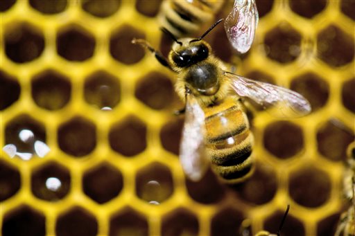 To fight bee decline, Obama proposes more land to feed&nbsp;bees
