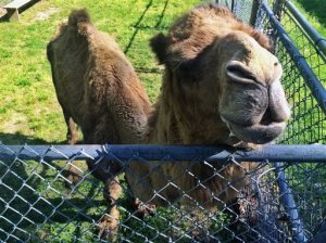 In this Wednesday, May 13, 2015, photo, Jacob the camel stands in a pen in Chesterfield County, Va. Stanley Holmes Jr. has been arrested after police said he tried to prevent officers from seizing his pet camel. Animal control officers were investigating a report of a neglected camel that appeared emaciated. (Ned Oliver/Richmond Times-Dispatch via AP)