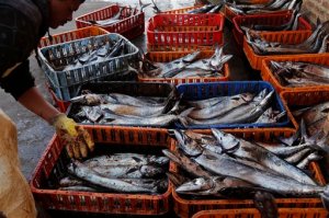 In this photo taken on Saturday, May 16, 2015,  a man loads Snoek fish onto a truck  in Lamberts Bay, South Africa.  The boats line up along the jetty, bobbing in the cold south Atlantic waters, bringing in the days catch in the early afternoon. The long silver snoek fish is one of South Africas traditional foods, and a main source of income for the town of Lamberts Bay. (AP Photo/Schalk van Zuydam)