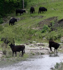 Cattle graze along Deep Creek in a Flint Hills pasture near Alma, Kan., Friday, May 22, 2015. Experts say nationally range and pasture conditions are notably improved from last year and other recent periods of drought. (AP Photo/Orlin Wagner)