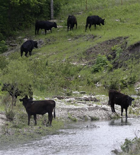 Drenching rains green pastures, bode well for herd&nbsp;expansion