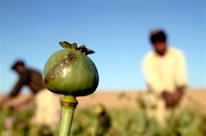 FILE - In this April 11, 2015 file photo, Afghan farmers harvest raw opium at a poppy field in Kandahars Zhari district, Afghanistan. A team led by researchers at the University of California, Berkeley has identified the steps to make morphine and other painkillers in the laboratory without needing to grow opium poppies. While homemade morphine is not yet a reality, researchers are calling for regulations. (AP Photo/Allauddin Khan,File)