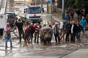 People assist a hippopotamus that has been shot with a tranquilizer dart after it escaped from a flooded zoo in Tbilisi, Georgia, Sunday, June 14, 2015. Tigers, lions, a hippopotamus and other animals have escaped from the zoo in Georgias capital after heavy flooding destroyed their enclosures, prompting authorities to warn residents in Tbilisi to say inside Sunday. At least eight people have been killed in the disaster, including three zoo workers, and 10 are missing.  (AP Photo/Tinatin Kiguradze)