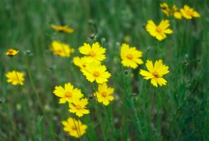 In this May 7, 2015 photo, tickweed plants grow near a glade near Mount Ida, Ark. The United States may soon suffer from what scientists call plant blindness, as universities across the country close herbaria and shuffle students into more modern-day majors that dont include botany. (AP Photo/Danny Johnston)