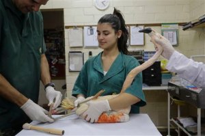 Veterinarians place a specially-made prosthetic leg on a Chilean flamingo at a zoo in Sorocaba, Brazil, Tuesday, June 23, 2015. The flamingo's left leg was partially amputated a month ago to halt an infection. Veterinarian Andre Costa says the bird wouldnt have survived with just one leg.  (AP Photo/Nelson Antoine)
