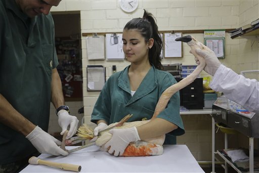 Flamingo in Brazilian zoo gets artificial&nbsp;leg
