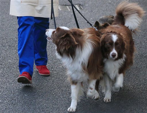 Use of ‘doggie double’ in talent show causes uproar in&nbsp;UK