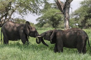 FILE - In this file photo taken Friday, Jan. 16, 2015, African elephants interact in Tarangire National Park on the outskirts of Arusha, northern Tanzania. The sharp decline of the elephant population in Tanzania, most likely due to poaching, is catastrophic, a wildlife conservation group said Tuesday, June 2, 2015. The Tanzanian government on Monday estimated that 65,721 elephants have died in the country in the last five years. The report showed the number of Tanzanian elephants plummeting from an estimated 109,051 in 2009 to 43,330 in 2014. (AP Photo/Mosa'ab Elshamy, File)