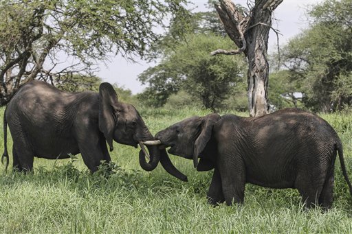 Activists: Decline of elephants in Tanzania is&nbsp;catastrophic