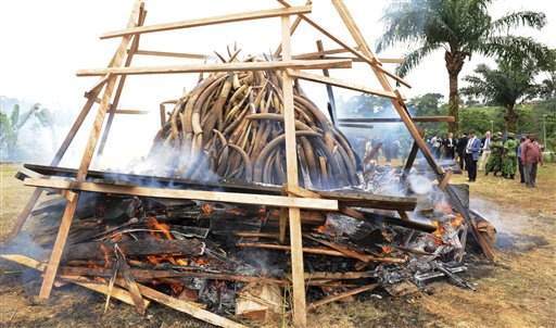 New study identifies elephant poaching hotspots in&nbsp;Africa