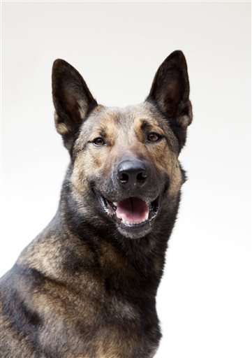 Meet Carlos, the unknown canine star of military drama ‘Max’