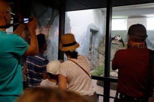 Smithsonian National Zoo visitors take pictures of giant panda Mei Xiang, mother of panda youngster Bao Bao who was born Aug. 23, 2013, as she sleeps in the indoor habitat at the zoo in Washington, Wednesday, Aug. 12, 2015. The zoo says that the hormone levels of its adult female panda were rising, a sign that she might be pregnant. Mei Xiang, one of the two adult giant pandas which arrived here from China on Dec. 6, 2000, has started to show a secondary rise in her urinary progesterone levels since July 20 after she was artificially inseminated on April 26 and 27, the zoo said in a statement.  (AP Photo/Jacquelyn Martin)
