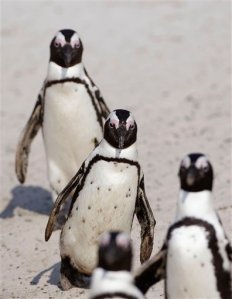Penguins walk in a line on the beach at Boulders beach a popular tourist destination in Simon's Town, South Africa, Thursday, Aug. 27, 2015. The penguins on South Africa's west coast are a big tourist attraction, but their numbers have declined and scientists are still debating whether fishing has helped push the species to the brink of extinction. (AP Photo/Schalk van Zuydam)