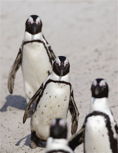 Scientists squabble while Africa’s only penguins&nbsp;perish