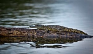 In this photo taken Sunday, Sept. 6, 2015, a baby crocodile lies on a felled tree branch in the waters of Lake Ihema in Akagera National Park, eastern Rwanda. After the 1994 genocide in Rwanda, returning refugees swept into the park with herds of cattle and wiped out the last lions but now the once-abandoned reserve on the border with Tanzania is drawing more tourists, reducing poacher incursions and getting local villagers more involved in conservation - it even re-introduced lions this year. (AP Photo/Ben Curtis)