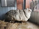 In this photo provided by the RSPCA/Australian Capital Territory, an overgrown sheep found in Australian scrubland is prepared to be shorn in Canberra, Australia, Thursday, Sept. 3, 2015. The wild, castrated merino ram named Chris, yielded 40 kilograms (89 pounds) of wool  the equivalent of 30 sweaters  and sheded almost half his body weight. (RSPCA ACT/ via AP) EDITORIAL USE ONLY, NO SALES