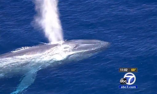 Search resumes for tangled blue whale off California&nbsp;coast