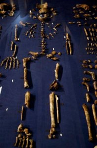 A composite skeleton of Homo naledi surrounded by some of the hundreds of other fossil elements displayed in Magaliesburg, South Africa, Thursday, Sept. 10, 2015.  Scientists say theyve discovered a new member of the human family tree, revealed by a huge trove of bones in a barely accessible, pitch-dark chamber of a cave in South Africa, showing a surprising mix of human-like and more primitive characteristics. (AP Photo/Themba Hadebe)
