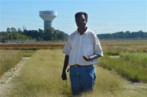ADVANCE FOR SATURDAY, SEPT. 26, 2015, AT 9:00 A.M. EDT - Vitalis W. Temu, a professor at Virginia State University, poses for a portrait in a field of Eragrostis tef - more commonly called teff grain - at the university's Agricultural Research Station in Ettrick, Va., on Sept. 18, 2015. Temu is researching the grain production of teff to see if it could be a profitable crop in Virginia. (Shelby Mertens/The Progress-Index via AP) MANDATORY CREDIT