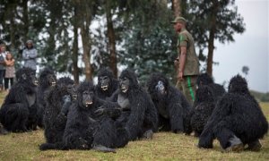 Youths dressed in gorilla costumes to represent the newly-named gorillas, entertain the crowd by mimicking the animals' behaviour, at a baby gorilla naming ceremony in Kinigi, northern Rwanda, Saturday, Sept. 5, 2015. Rwanda has named two dozen baby mountain gorillas in an annual naming ceremony that reflects the African country's efforts to protect the endangered animals, which attract large numbers of foreign tourists to the volcano-studded forests where they live. (AP Photo/Ben Curtis)