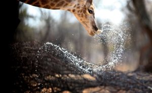 In this photo taken Tuesday, Aug. 18, 2015, a giraffe drinks at a watering hole at Melorani Safaris at Olifantsvallei, South Africa. In 1986 the landowner, Stewart Dorrington, turned his family cattle ranch, a three-hour drive north east of Johannesburg, into a wildlife reserve where he hosts about two-dozen bow and arrow hunters a year. (AP Photo/Denis Farrell)