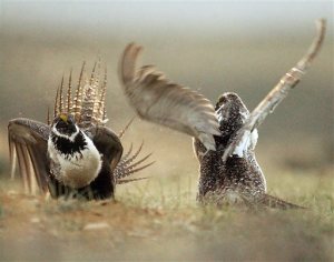 FILE - In this May 9, 2008 file photo, male sage grouses fight for the attention of a female, southwest of Rawlins, Wyo. The ground-dwelling bird, whose vast range spans 11 Western states, does not need federal protections, the Interior Department said Tuesday, following a costly effort to reverse the species' decline without reshaping the region's economy. (Jerret Raffety, Rawlins Daily Times via AP, File)