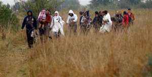 Migrants make their way through fields and meadows in the early morning after crossing the Serbian-Hungarian border near Roszke, southern Hungary, Friday, Sept. 11, 2015. EU officials and human rights groups say they've been disappointed by the animosity toward asylum-seekers in countries from which hundreds of thousands of people fled communist dictatorships just decades ago. (AP Photo/Matthias Schrader)