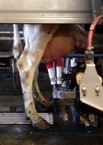 In this Sept. 2, 2015, photo, a cow voluntarily gets milked by a robot at Lambert Farm in Graniteville, Vt. With trouble finding reliable labor and technology more readable available, some family dairy farms from the Northeast to the Midwest are turning to robots to milk cows to stay competitive. (AP Photo/Lisa Rathke)