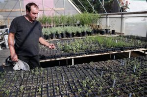 In this Wednesday, Aug. 19, 2015 photo, Tom Merriman stands among native milkweed sprouts at his nursery in Vista, Calif. Five years ago, Merriman didnt sell milkweed at all; this summer, he sold more than 14,000 plants and is shipping truckloads of seedlings all over California and other bone-dry Western states like Arizona, New Mexico and Utah. (AP Photo/Gregory Bull)