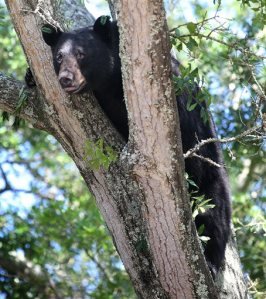 FILE- In this May 6, 2014, file photo, a black bear perches in a tree in Panama City, Fla. Hunters for the first time in more than 20 years will trudge through Florida woods to legally kill black bears. Florida wildlife officials have sold nearly 3,000 permits to hunters from all over, including 1970s rocker Ted Nugent and Liesa Priddy, a rancher and Florida Fish and Wildlife Commission member who voted to approve the new hunts. The hunt starts Saturday, Oct. 24, 2015, and will run until 320 bears are killed. (Andrew Wardlow/The News Herald via AP, File) MANDATORY CREDIT