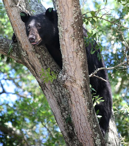 Wildlife agency: Florida’s 2015 bear hunt ends after 2nd&nbsp;day