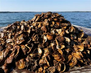 In this photo taken Thursday, Sept. 24, 2015, a pile of recycled oyster shells from area restaurants are brought to an oyster reef in Great Bay in Newmarket, N.H. A major effort led by the University of New Hampshire is underway to restore the natural oyster population, which has dropped dramatically in recent decades. (AP Photo/Jim Cole)