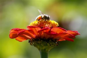 FILE - In this Sept. 1, 2015, file photo, a honeybee works atop gift zinnia in Accord, N.Y. While scientists have documented cases of tiny flies infesting honeybees, causing the bees to lurch and stagger around like zombies before they die, researchers dont know the scope of the problem. Now they are getting help in tracking the honeybee-killing parasite from ZomBee Watch, created in 2012 by John Hafernik, a biology professor at San Francisco State University. (AP Photo/Mike Groll, File)