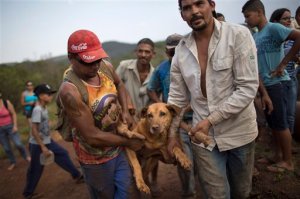 People carry an injured dog they rescued in the small town of Bento Rodrigues, which flooded after a dam burst in Minas Gerais state, Brazil, Saturday, Nov. 7, 2015. Brazilian searchers are looking for people still listed as missing following the Thursday burst of two dams at an iron ore mine in a southeastern mountainous area. (AP Photo/Felipe Dana)