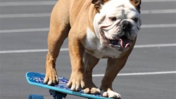 Skateboarding bulldog dies of heart&nbsp;problems