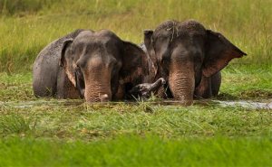 A baby elephant plays as a herd of wild elephants, from a nearby hill of India's northeastern Meghalaya state, eat grass in the wetlands of Telalia, on the outskirts of Gauhati, India, Tuesday, Sept. 15, 2015. Due to the increasing human population and deforestation, the areas for the wildlife get reduced and encroached incidents of wild animals straying into cities is increasingly reported. (AP Photo/Anupam Nath)