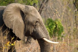 In this photo taken on Thursday, Oct. 1, 2015, an elephant is seen in Hwange National Park, about 700 kilometres south west of Harare. Fourteen elephants were poisoned by cyanide in Zimbabwe in three separate incidents, two years after poachers killed more than 200 elephants by poisoning, Zimbabwes National Parks and Wildlife Management Authority said Tuesday, Oct. 6, 2015. (AP Photo/Tsvangirayi Mukwazhi)