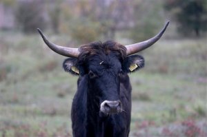 A Tauros, a cattle that thanks to a Dutch breeding program is close to the ancient Aurochs, that once were the heaviest European land mammals, walks inside an enclosure at the former military base in Milovice, Czech Republic, Tuesday, Oct. 13, 2015. A small herd of Tauros was introduced to a Czech sanctuary Tuesday to join wild horses and help them improve local biodiversity. (AP Photo/Petr David Josek)