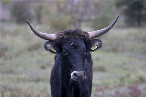 Wild aurochs-like cattle reintroduced in Czech&nbsp;Republic