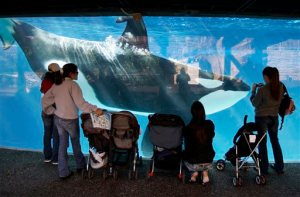 FILE -  In this Nov. 30, 2006, file photo, people watch through the glass as a killer whale passes by while swimming in a display tank at SeaWorld in San Diego.  SeaWorld marine park in San Diego will challenge a state commission ruling than banned the company from breeding its captive killer whales. The announcement on Thursday, Oct. 15, comes a week after the California Coastal Commission endorsed a $100 million expansion of the tanks SeaWorld uses to hold orcas in San Diego. (AP Photo/Chris Park, File)