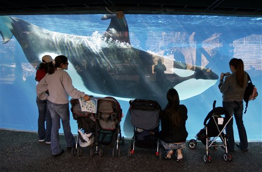 SeaWorld to challenge California ban on orca&nbsp;breeding